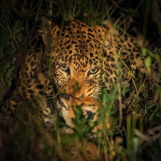 South Luangwa - Leopard with killed puku